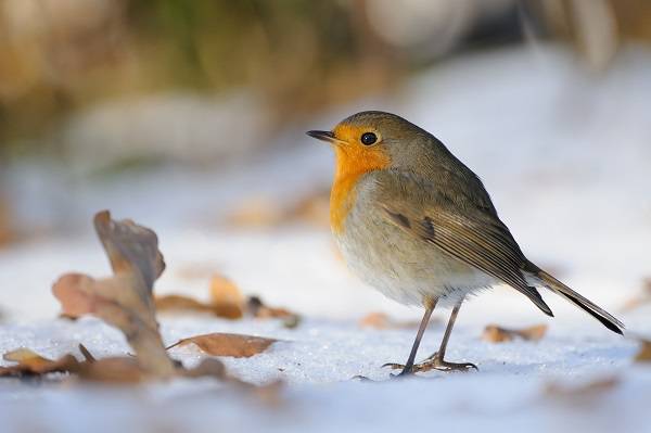 Bilderberg WinterWeken arrangement - vogel.jpg