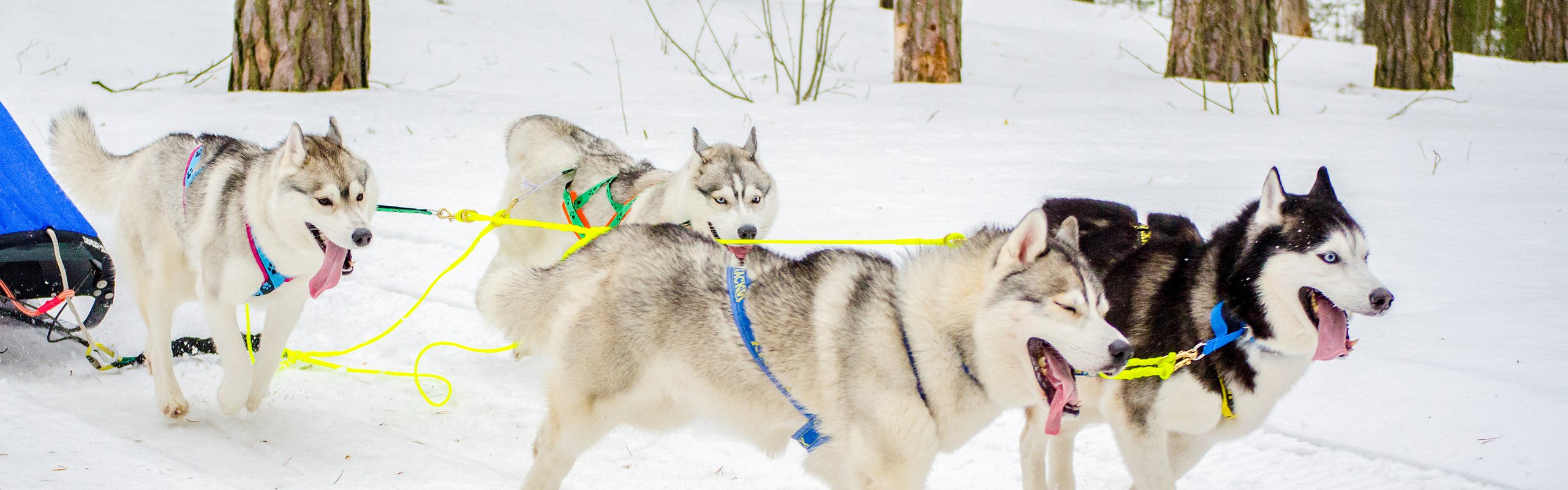 Husky Rijden Bilderberg Hotels Husky Rijden Bilderberg Hotels