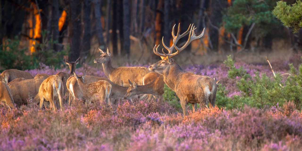 The oldest forest in the Veluwe