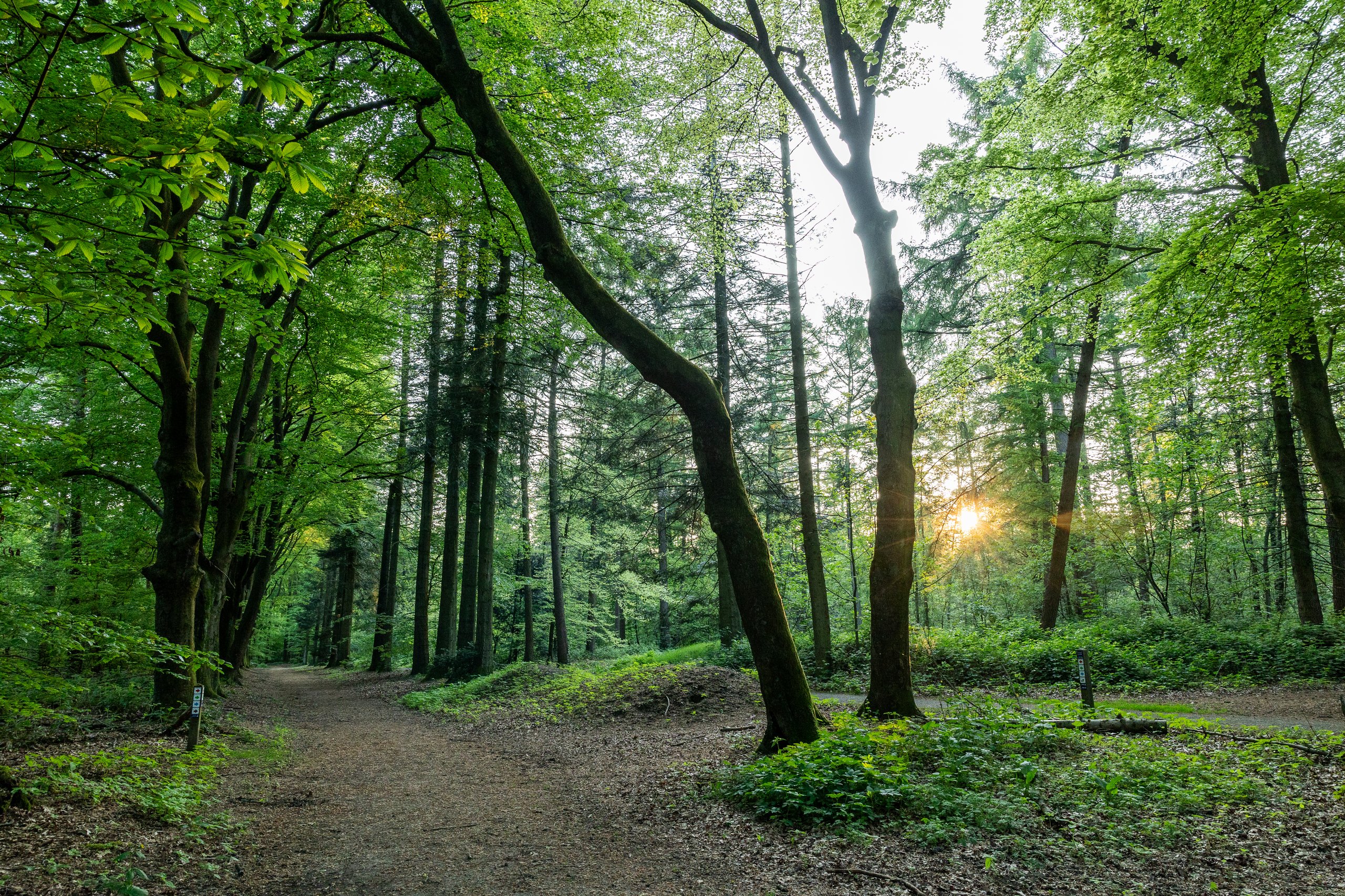 Een wandelpad door de groene Bilderbergbossen