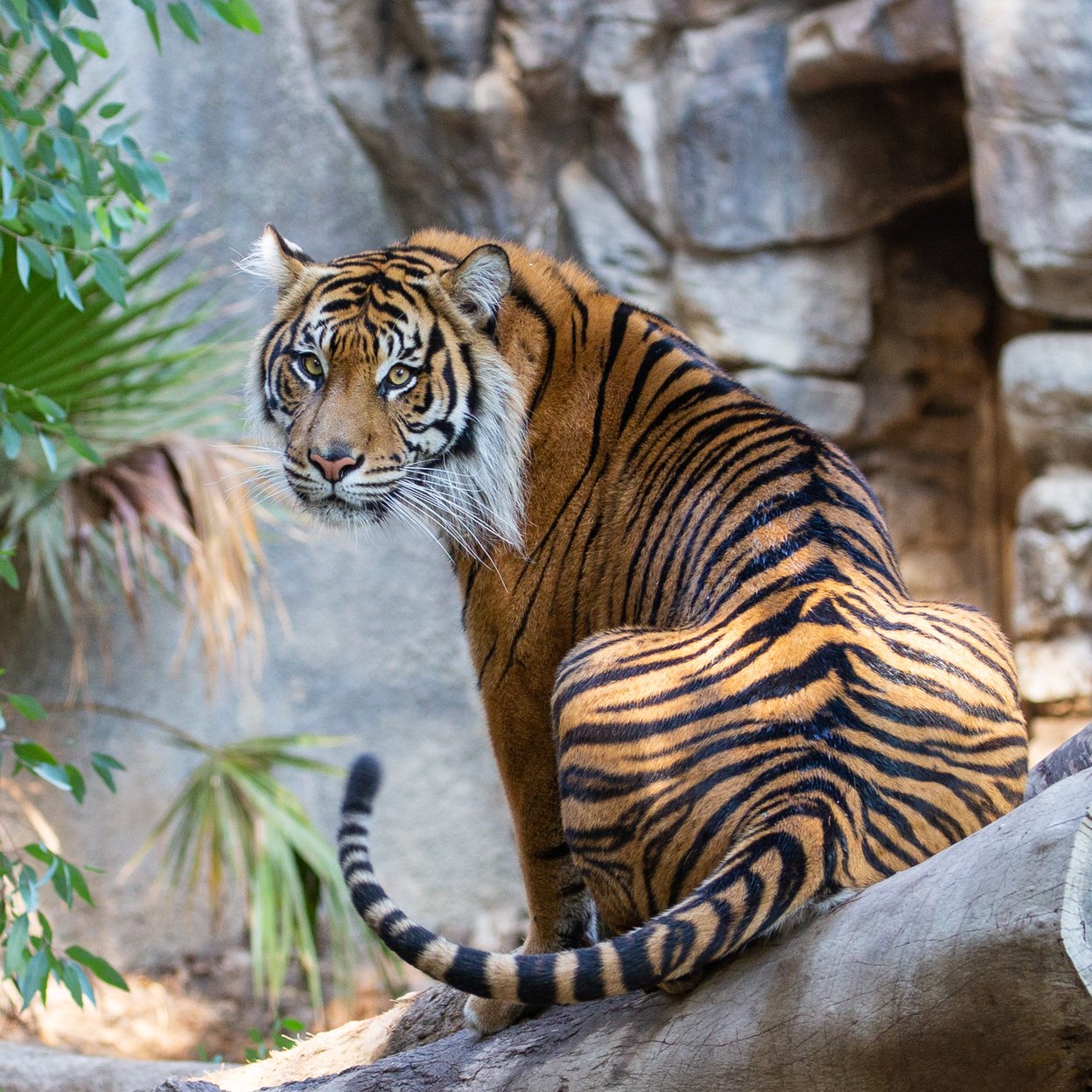 Sumatran tiger