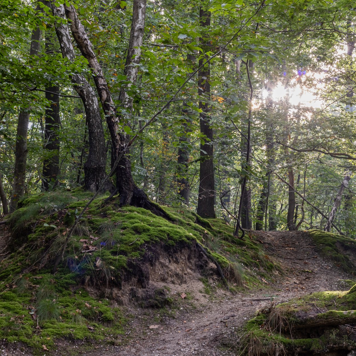 Natuur