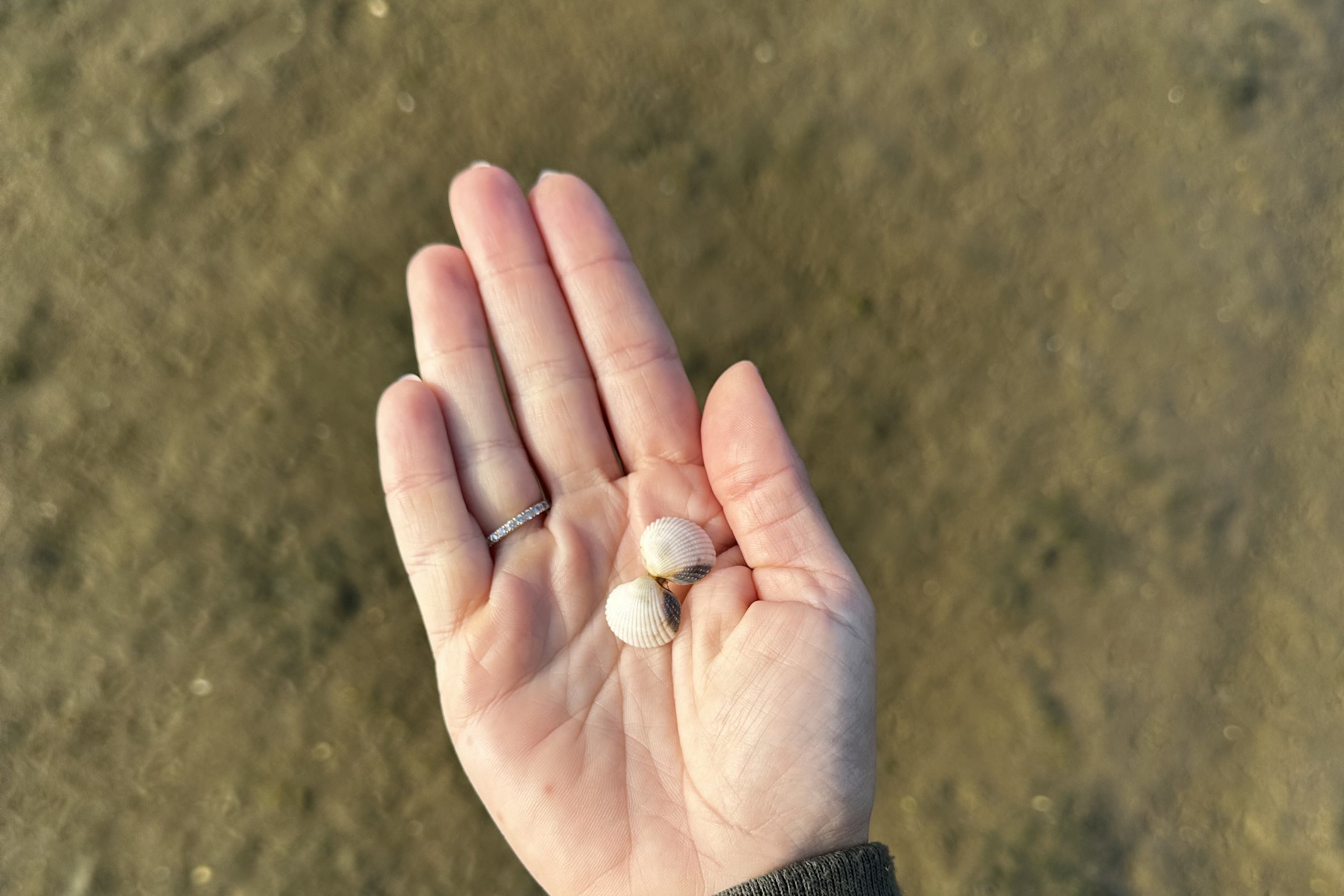 Hand met schelpen op Terschelling van Cynthia Schultz