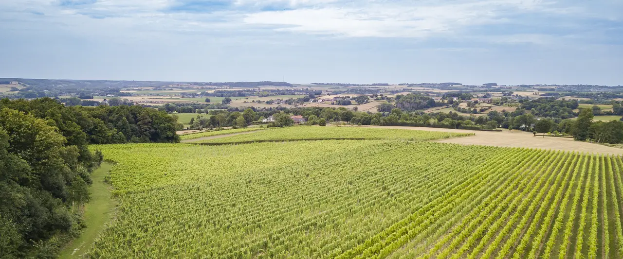 Wijnvelde van St. Martinus in Zuid-Limburg