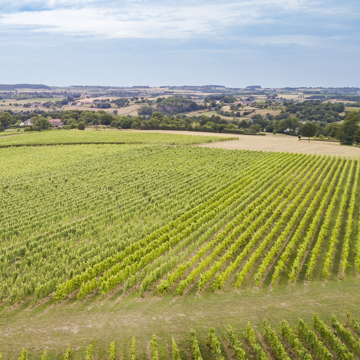 Vineyards of St. Martinus in South Limburg