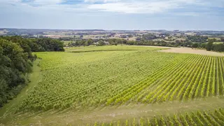 Wijnvelde van St. Martinus in Zuid-Limburg