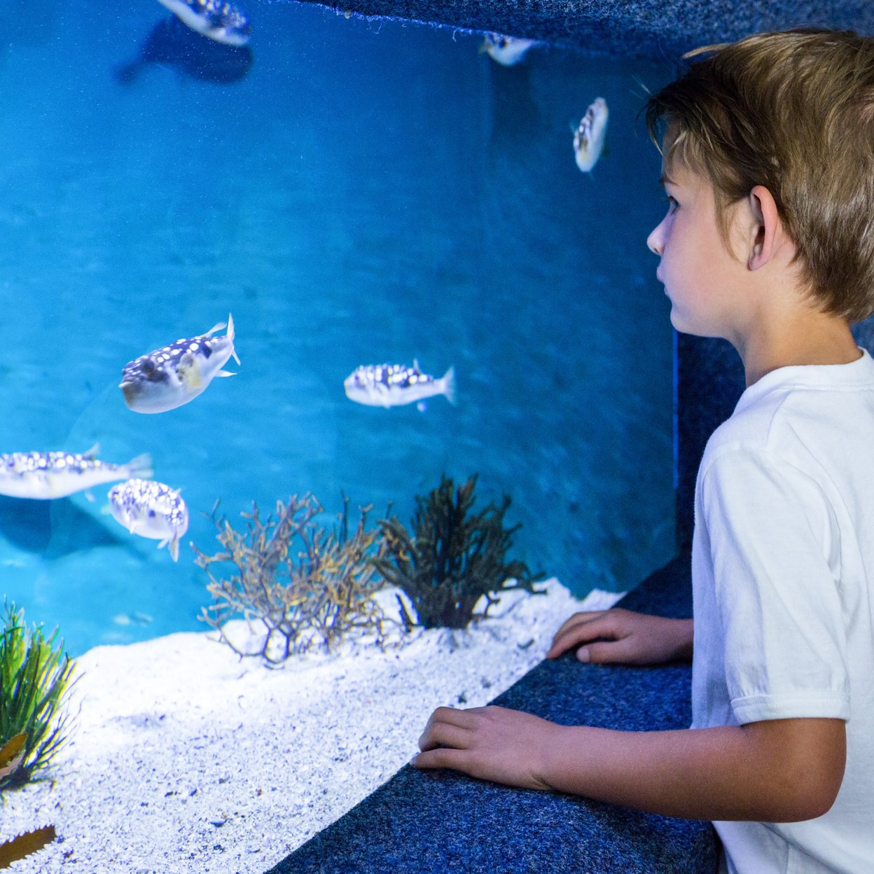 Sea Life - Scheveningen - Europa Hotel