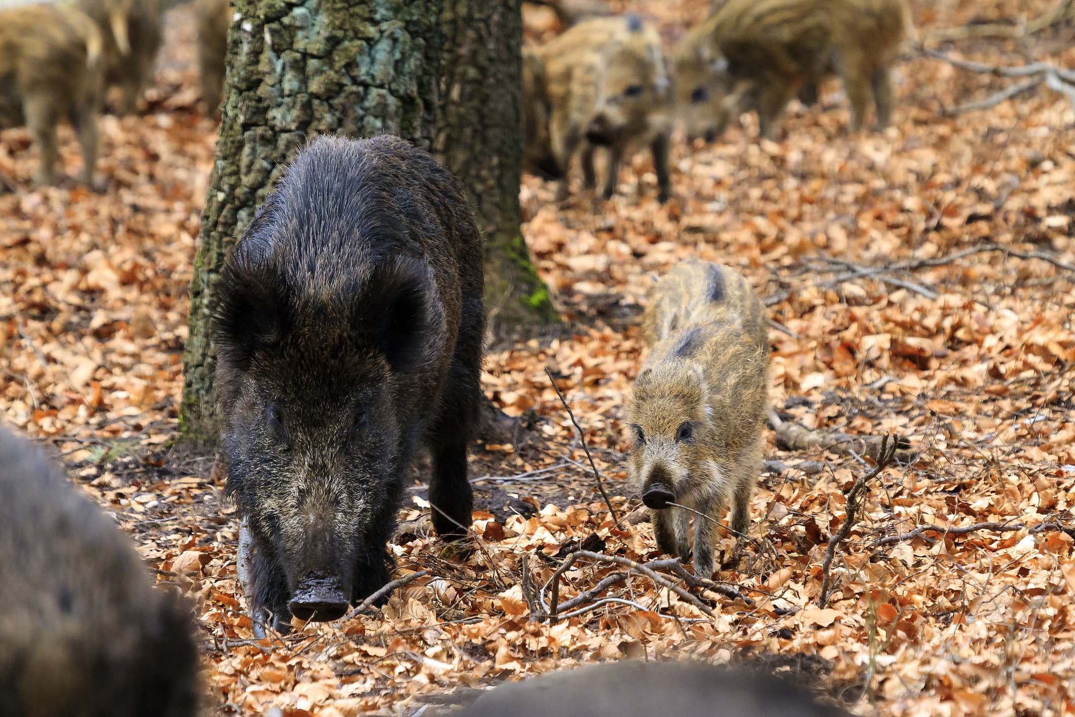Zwijn in de Veluwe