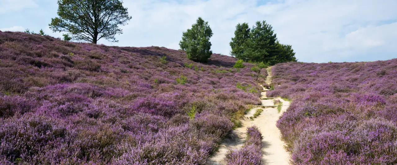 Veluwe