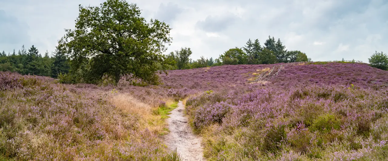 Veluwe