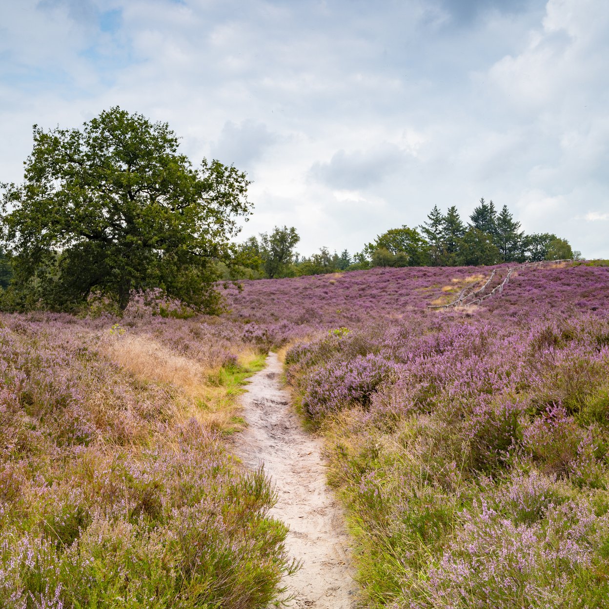 Veluwe