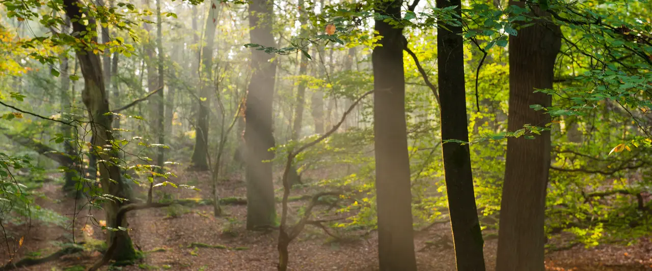 Veluwe - Bilderberg  - Prachtige natuur