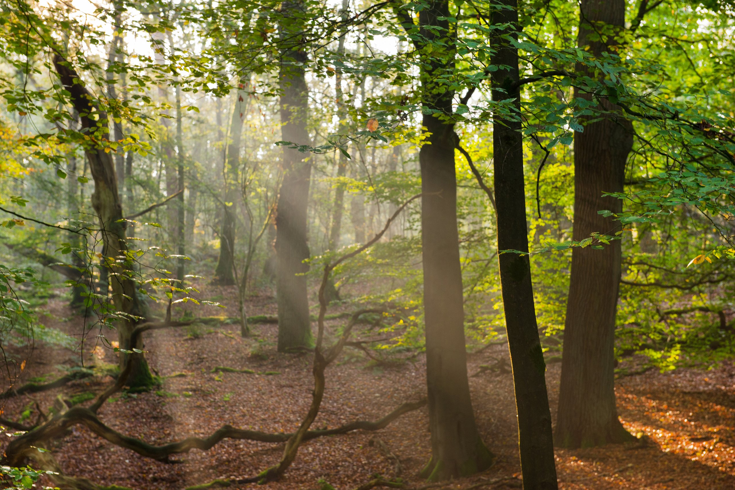 Veluwe - Bilderberg  - Prachtige natuur