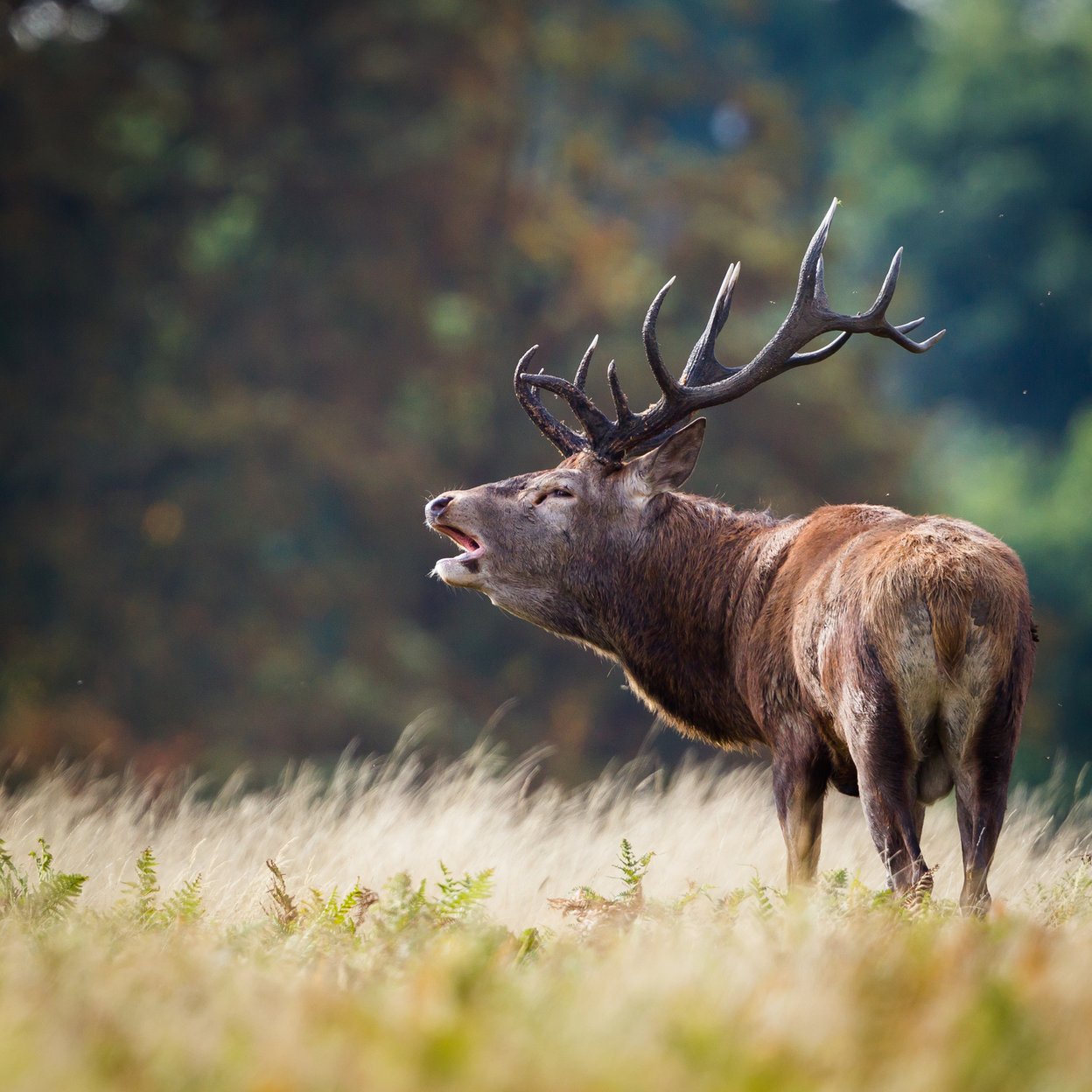 Een burlend edelhert op de Veluwe
