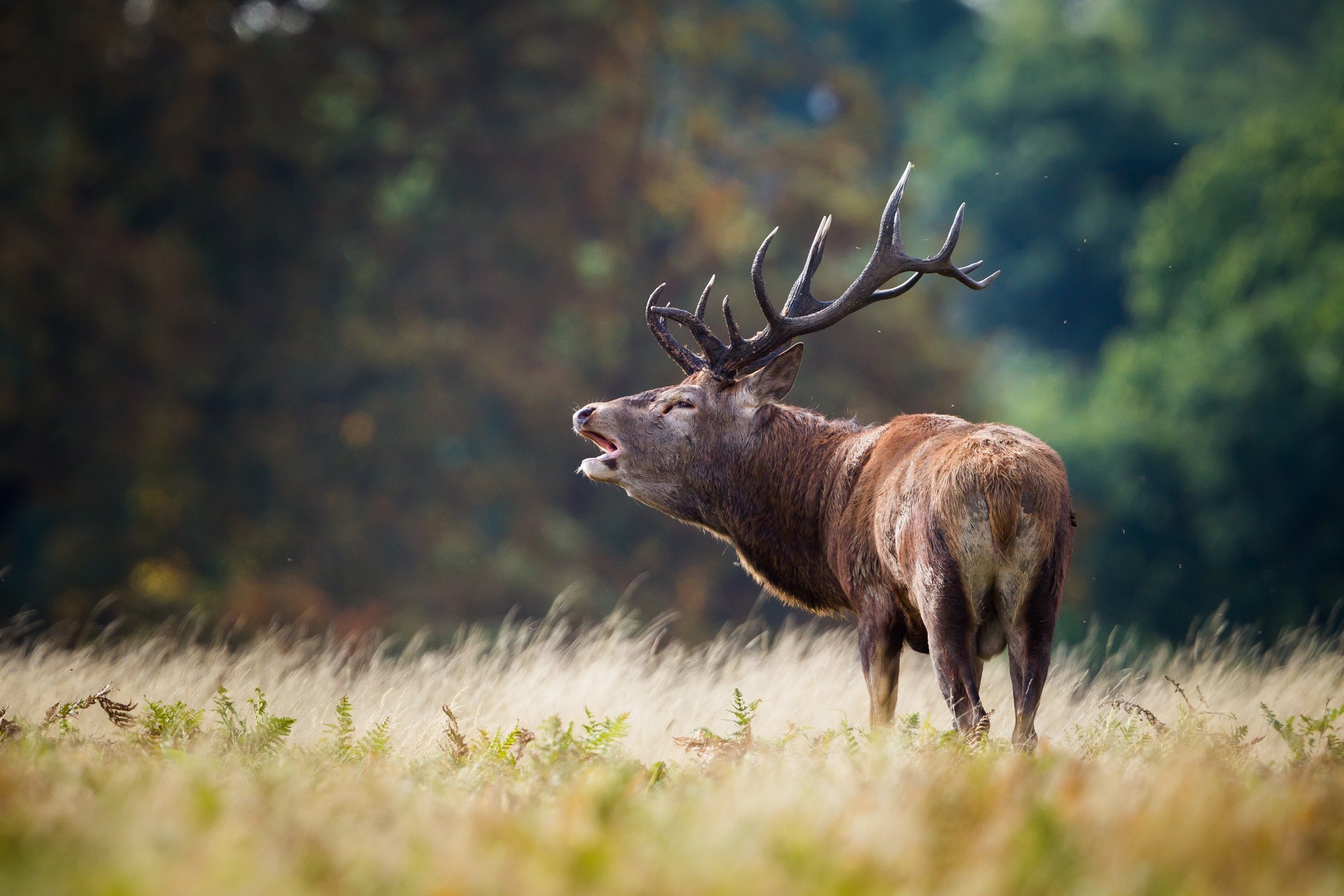 Een burlend edelhert op de Veluwe