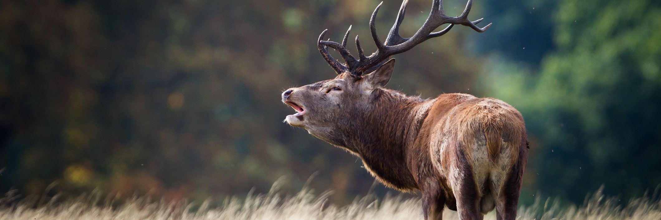 Een burlend edelhert op de Veluwe