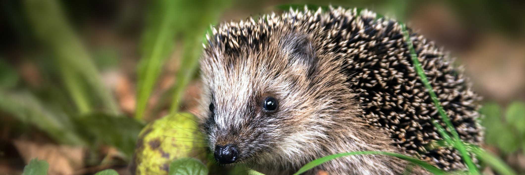 Een egel in herfstbladeren