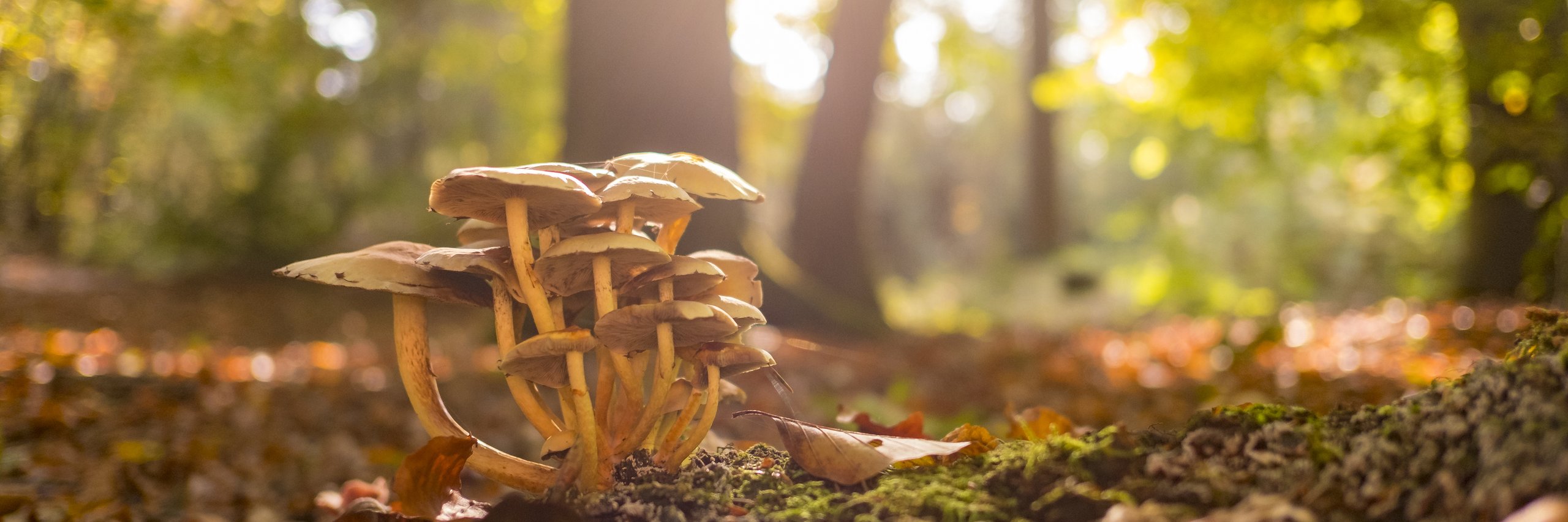 Paddenstoelen in een herfstbos.