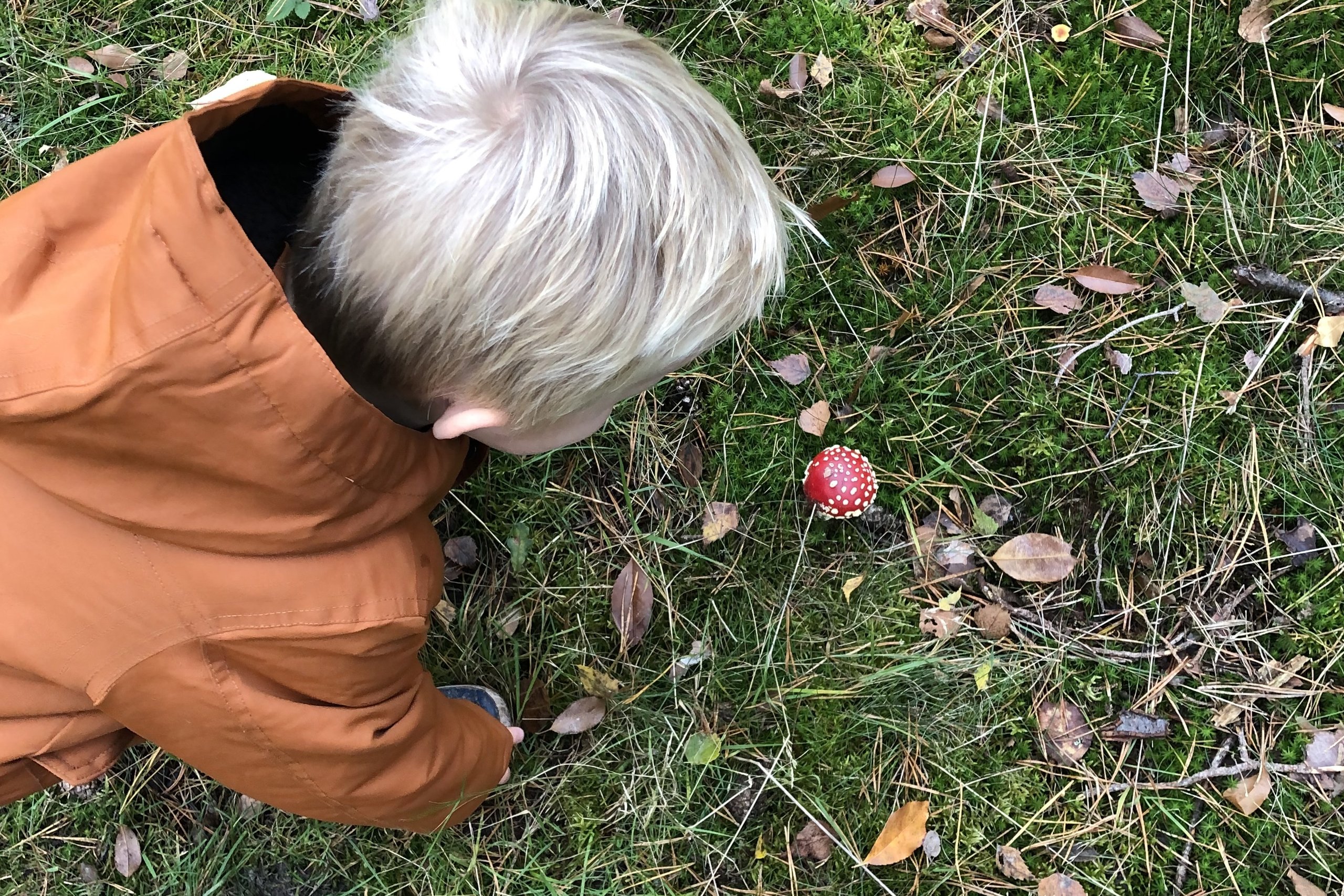 Kind en paddenstoel in de herfst in een bos.