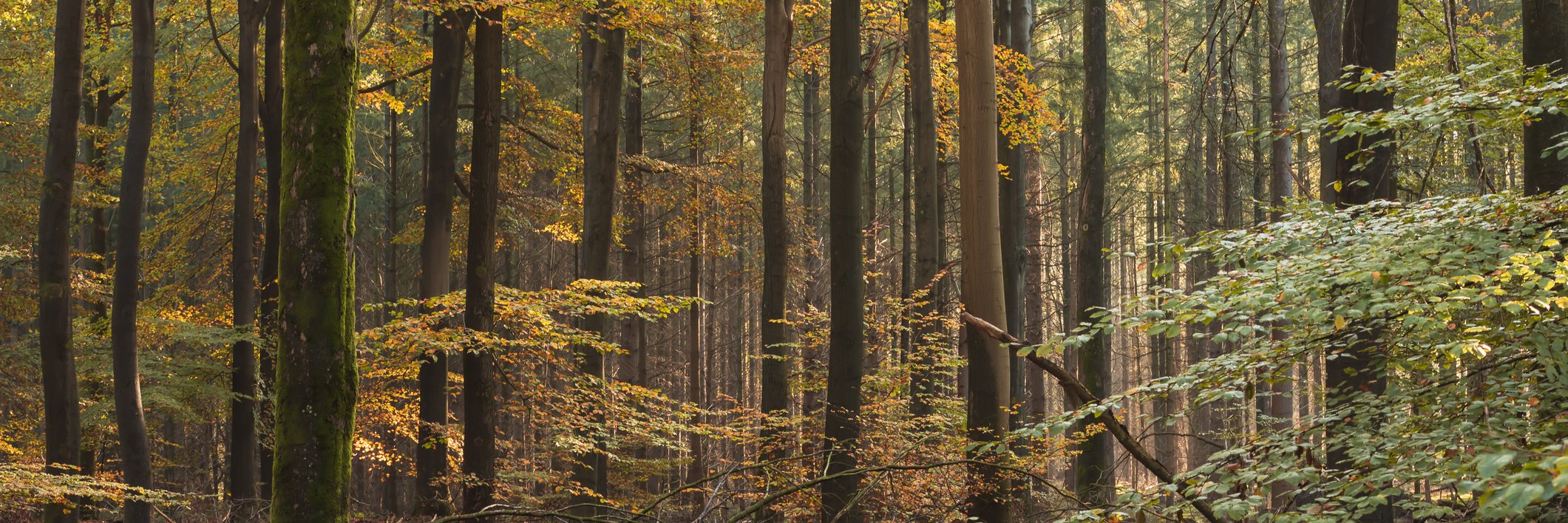 Bossen speulderbos Veluwe