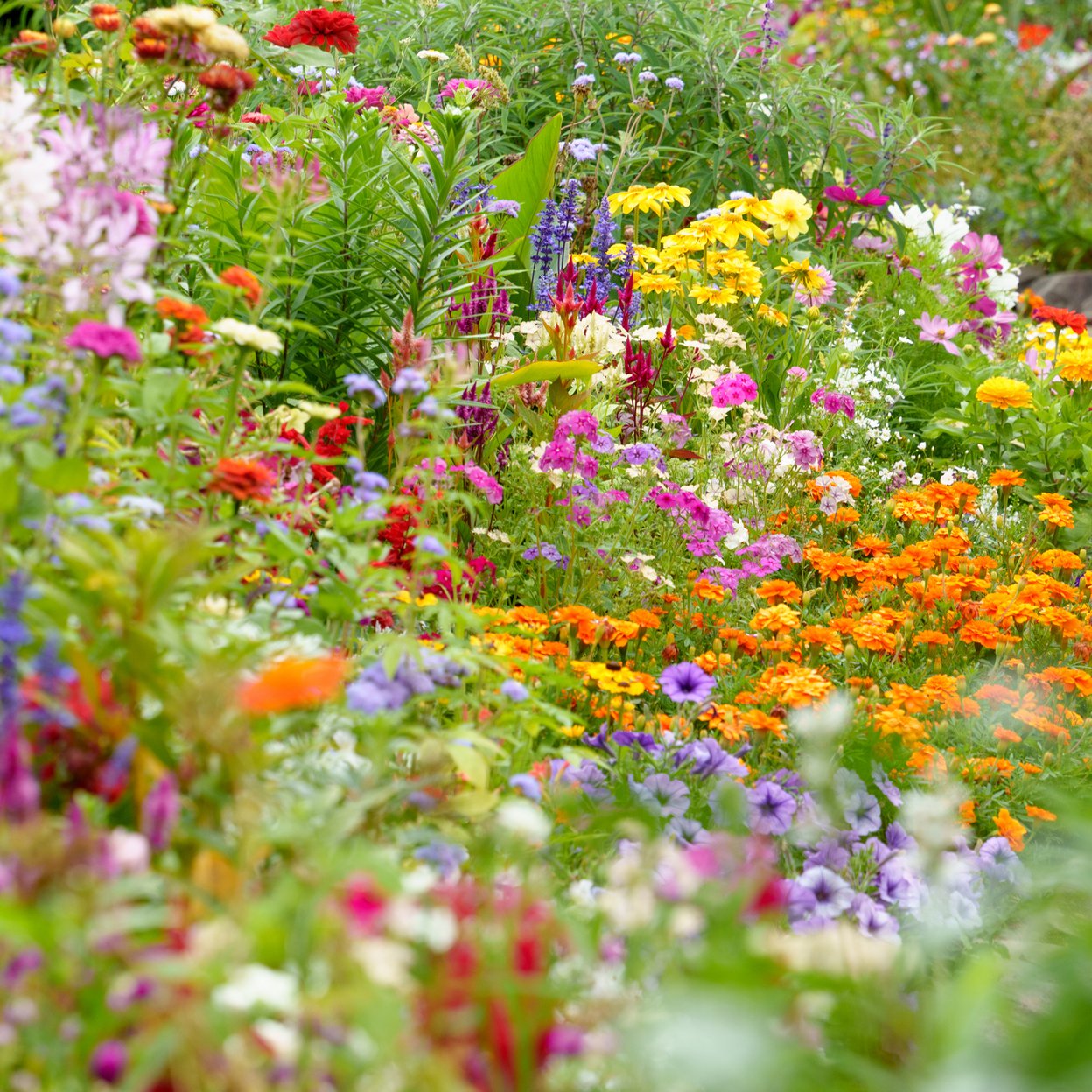 Tuin de lage oorsprong