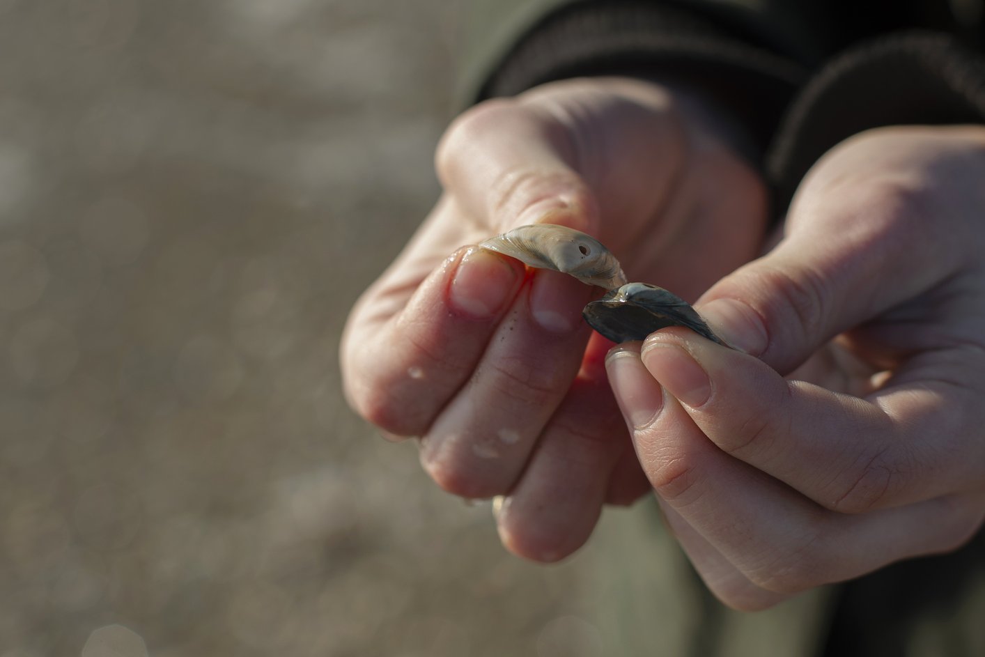Hand met schelpen in Nederland