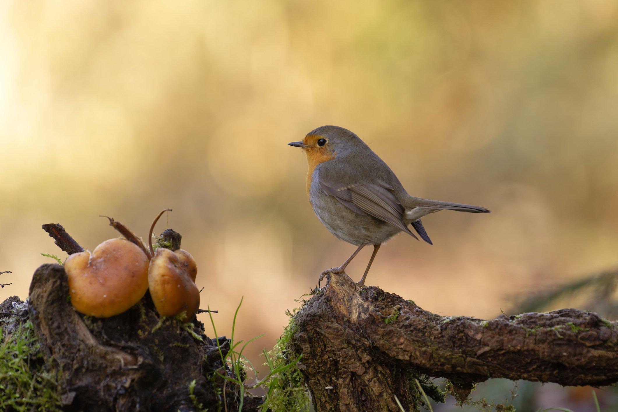 roodborst
