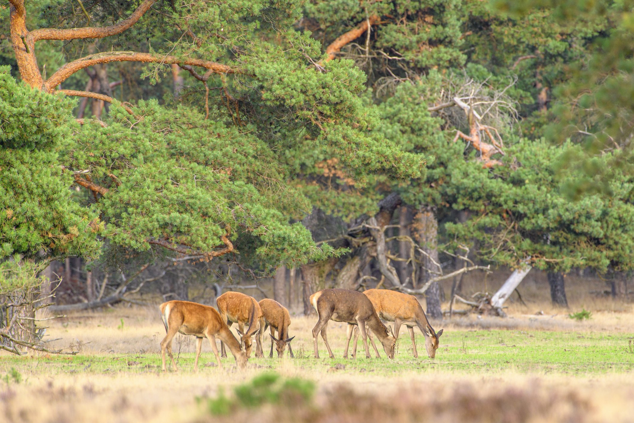 veluwe herfst