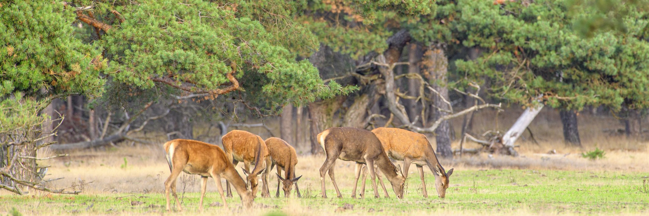 veluwe herfst